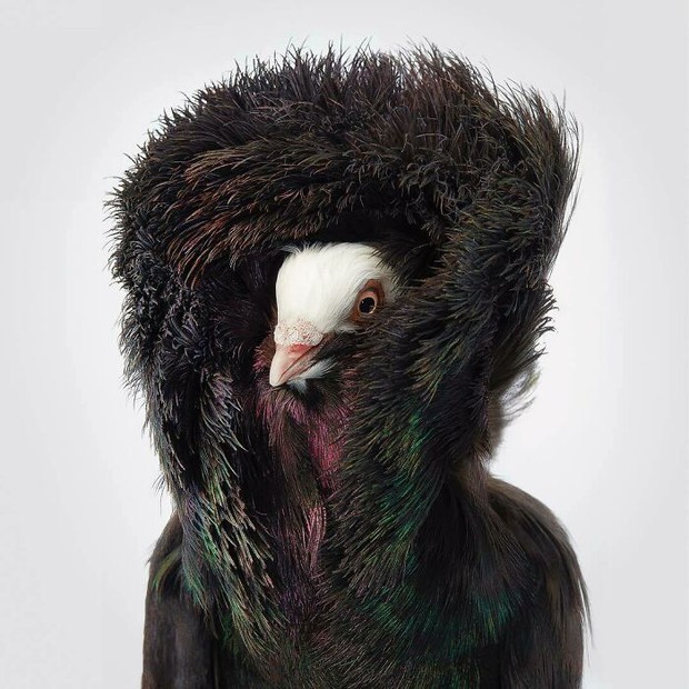 Đầu cắt moi đến râu quai nón - chùm ảnh chân dung cực nghệ của một số loài chim siêu hiếm có khó tìm - Ảnh 13.