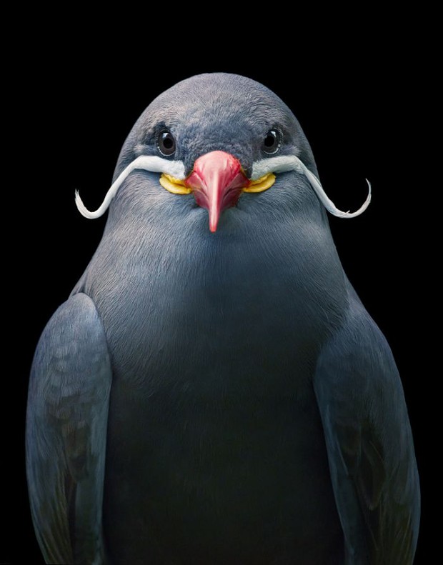 Đầu cắt moi đến râu quai nón - chùm ảnh chân dung cực nghệ của một số loài chim siêu hiếm có khó tìm - Ảnh 21.