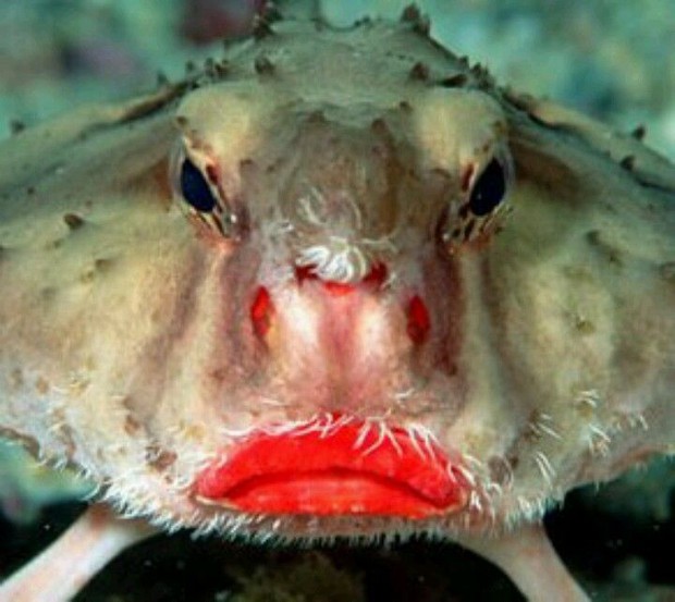 Sống dưới nước nhưng chỉ đi bộ chứ không biết bơi, loài cá nào lại sở hữu đôi môi đỏ chót cùng gương mặt quạu đừng hỏi? - Ảnh 1.