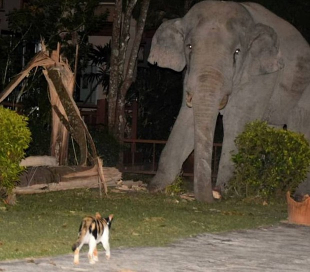 Mò vào nhà dân tìm đồ ăn, chú voi nặng 4 tấn bị mèo con rượt đuổi chạy tóe khói - Ảnh 1.