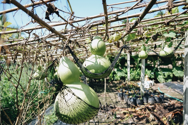 Cận cảnh những quả bầu hồ lô “siêu to khổng lồ” ngồi đung đưa trên võng giá gần cả triệu đồng - Ảnh 6.
