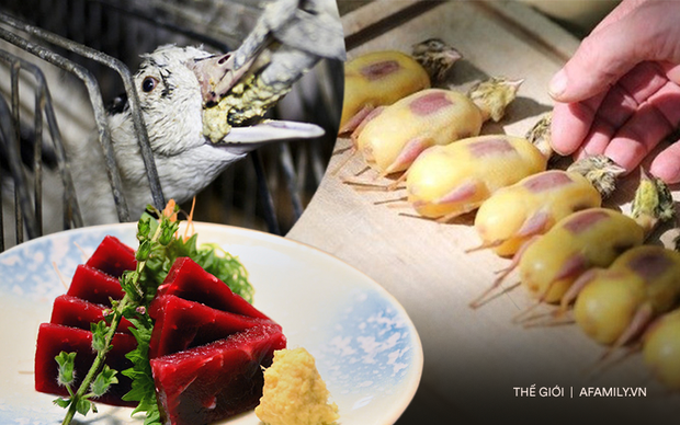 Súp vi cá mập, gan ngỗng, sushi cá ngừ xanh, liệu con người có thấu nỗi đau ai oán mà loài vật phải chịu đựng để cho ra ẩm thực tinh hoa? - Ảnh 1.