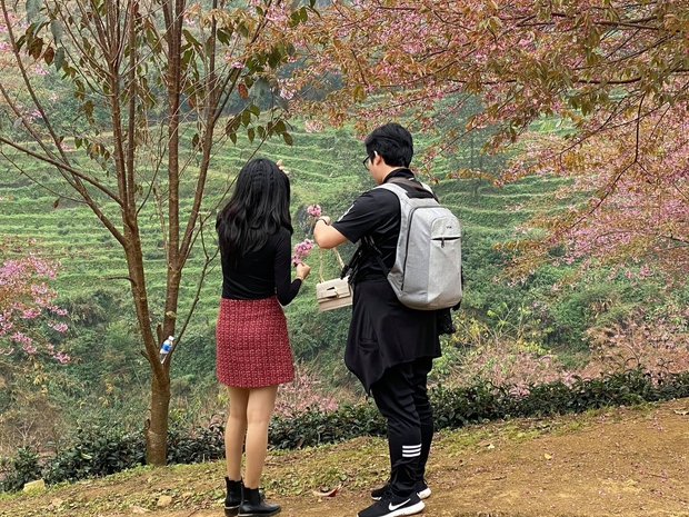 Nhiều du khách vô ý thức thi nhau xả rác, rung cây làm rụng hoa mai anh đào để chụp ảnh: đồi chè Ô Long (Sapa) buộc phải đóng cửa - Ảnh 2.