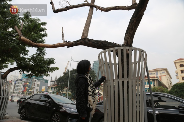 Những cây sưa đỏ mang giáp sắt, lắp camera theo dõi đã chết khô: Người Hà Nội xót xa, lo lắng - Ảnh 7. Những cây sưa đỏ mang giáp sắt, lắp camera theo dõi đã chết khô: Người Hà Nội xót xa, lo lắng - Ảnh 7.