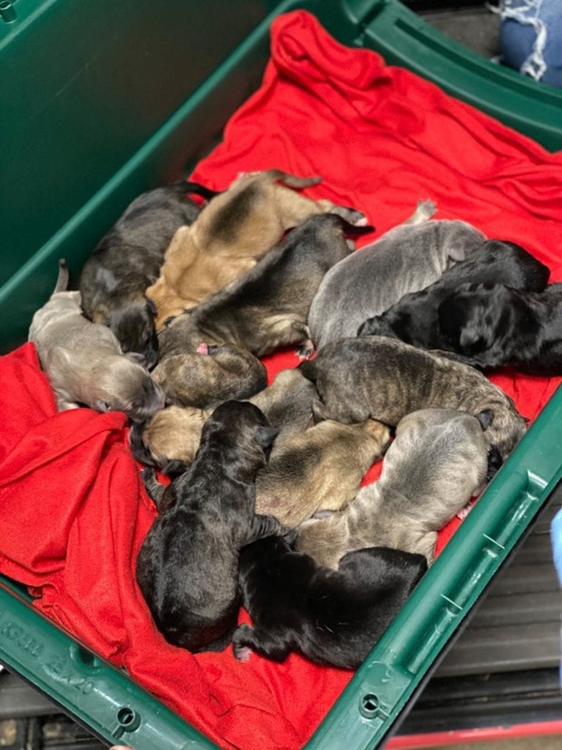 Chở 3 cô chó trên xe khởi hành chuyến hành trình dài, người phụ nữ đến nơi liền phát hiện ghế sau có đến tận... 17 con chó - Ảnh 2.