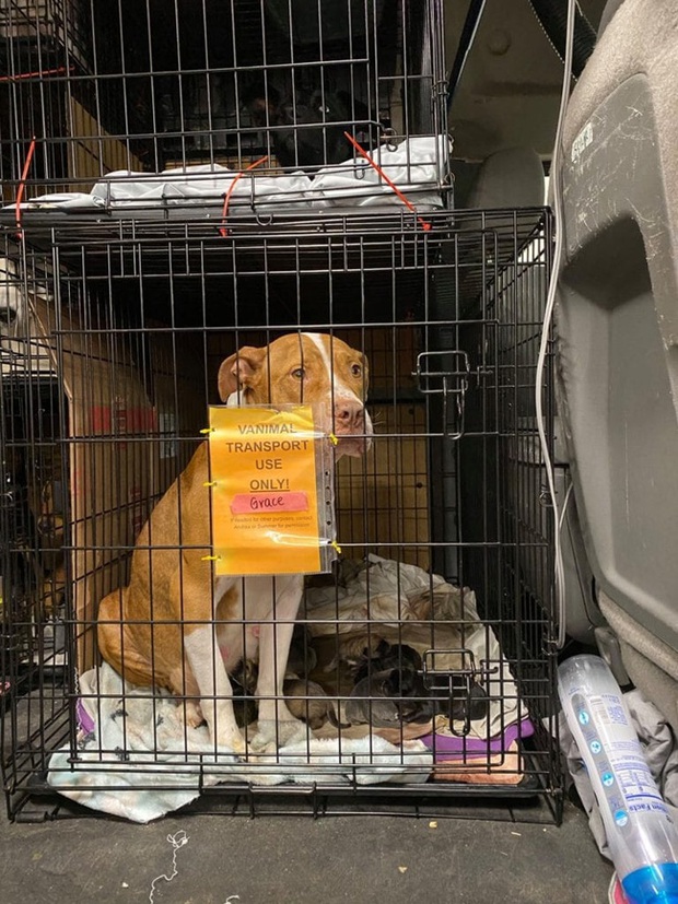 Chở 3 cô chó trên xe khởi hành chuyến hành trình dài, người phụ nữ đến nơi liền phát hiện ghế sau có đến tận... 17 con chó - Ảnh 4.