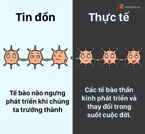 12 lầm tưởng về cơ thể chúng ta mà rất nhiều người hiểu sai, nay đã được khoa học bóc trần - Ảnh 2.