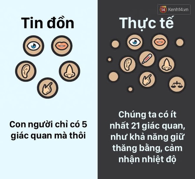 12 lầm tưởng về cơ thể chúng ta mà rất nhiều người hiểu sai, nay đã được khoa học bóc trần - Ảnh 5.