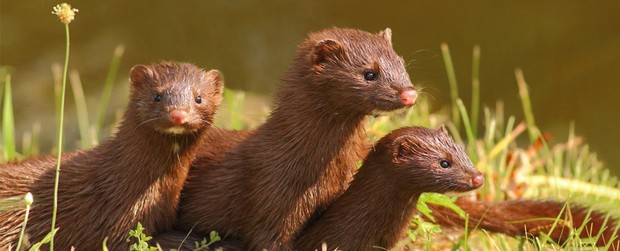 Sau thảm sát đến 17 triệu con chồn, khoa học tiết lộ vẫn có đến hàng trăm con nhiễm Covid-19 trốn thoát, khả năng lây lan đáng lo ngại - Ảnh 1.