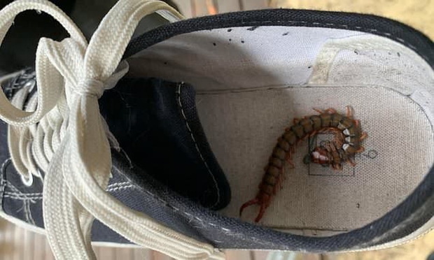 Định xỏ giày nhưng nhờ một thói quen nên có, người phụ nữ may mắn thoát khỏi tử thần, tránh cảnh chịu đựng đau đớn - Ảnh 2.