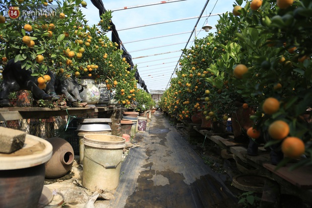 Hà Nội: Trâu cõng quất bonsai giá hàng triệu đồng vẫn được săn đón trước Tết - Ảnh 1.