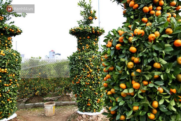 Vườn quýt lục bình “siêu to khổng lồ” của nghệ nhân ở Hưng Yên: Tôi mua 400 cây nhưng chỉ chọn được 30 cây - Ảnh 10.