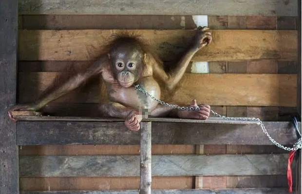 Bức ảnh con đười ươi bị xích cổ trên kệ bếp, nhảy xuống đất là coi như tự thắt cổ chết khiến nhiều người xót xa nhưng đó chưa phải là tất cả - Ảnh 2.