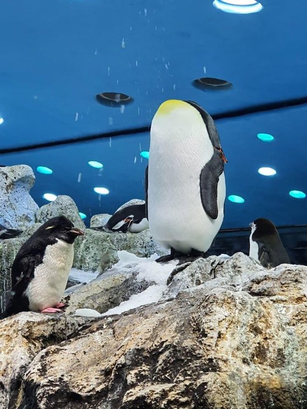 Những bức ảnh bị trúng lời nguyền, nhìn cái là đảm bảo lú như con cú luôn - Ảnh 4.