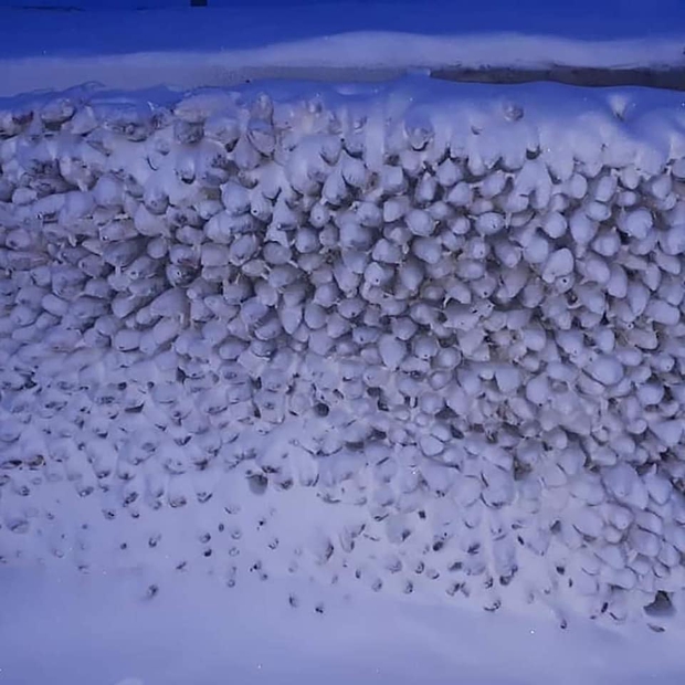 Bức ảnh cá cứng đơ xếp từng chồng bày bán ở chợ gây ngạc nhiên tột độ và sự thật về thành phố lạnh nhất thế giới, đóng băng cả lông mi và tóc - Ảnh 7.