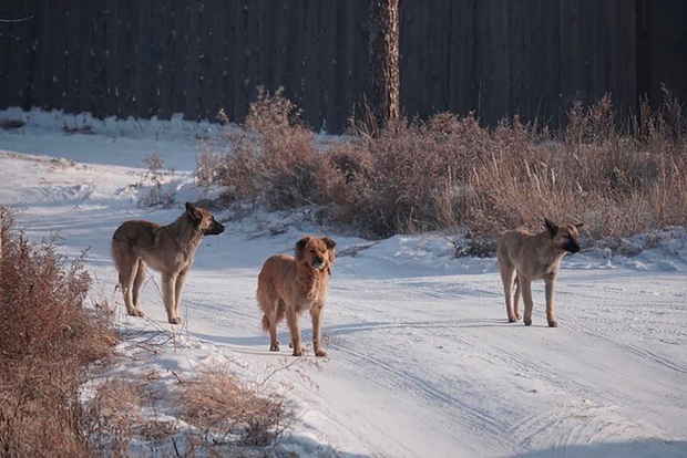 Nghe tiếng hét kinh hoàng, người dân vội ra xem rồi bàng hoàng trước cảnh tượng ám ảnh dưới nền tuyết phủ trắng xóa - Ảnh 5.
