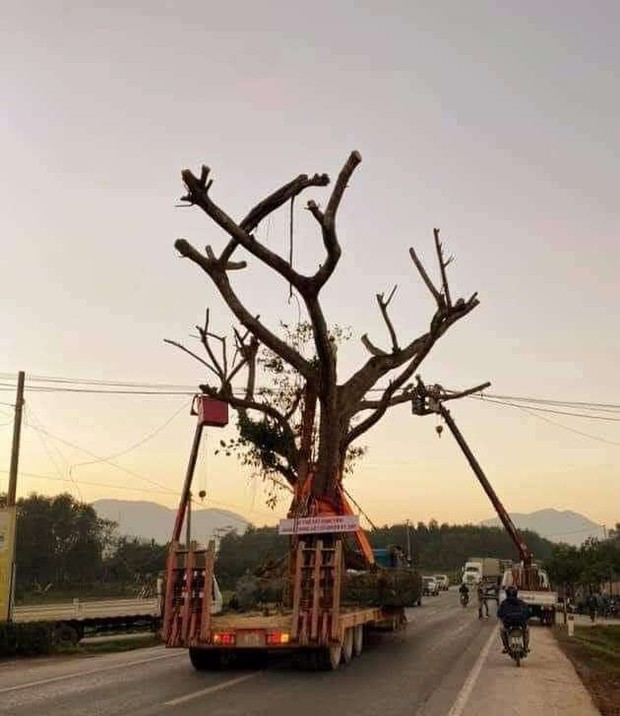 Xôn xao việc cắt điện để xe chở cây “khủng” đi qua Hà Tĩnh - Ảnh 2.
