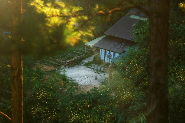 Chàng trai lên Đà Lạt dựng ngôi nhà gỗ xinh xắn, mở nông trại chiết tinh dầu: Nhìn là thấy một bầu trời bình yên - Ảnh 3.