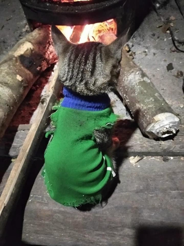 Chùm ảnh khi thú cưng cũng chơi hệ tránh rét: Từ mèo áo rách ngồi bếp lửa đến chó nhà giàu quấn khăn lông dạo phố - Ảnh 2.