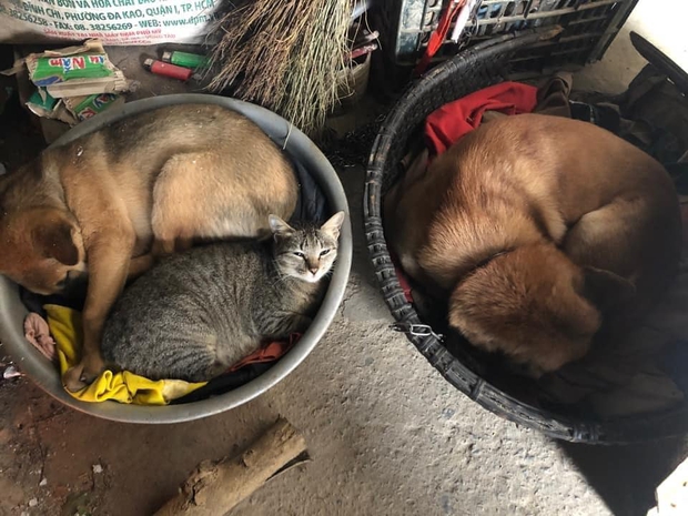 Chùm ảnh khi thú cưng cũng chơi hệ tránh rét: Từ mèo áo rách ngồi bếp lửa đến chó nhà giàu quấn khăn lông dạo phố - Ảnh 3.