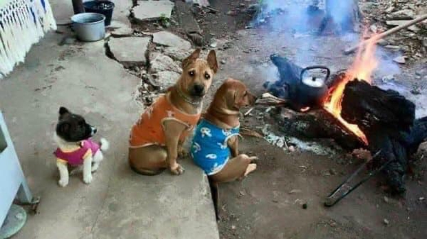 Chùm ảnh khi thú cưng cũng chơi hệ tránh rét: Từ mèo áo rách ngồi bếp lửa đến chó nhà giàu quấn khăn lông dạo phố - Ảnh 4.