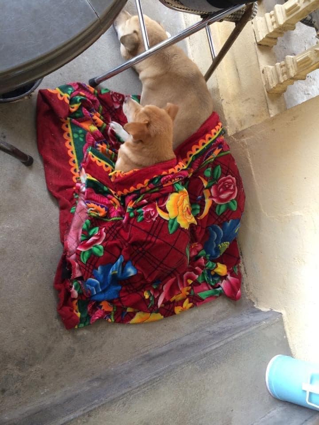 Chùm ảnh khi thú cưng cũng chơi hệ tránh rét: Từ mèo áo rách ngồi bếp lửa đến chó nhà giàu quấn khăn lông dạo phố - Ảnh 5.