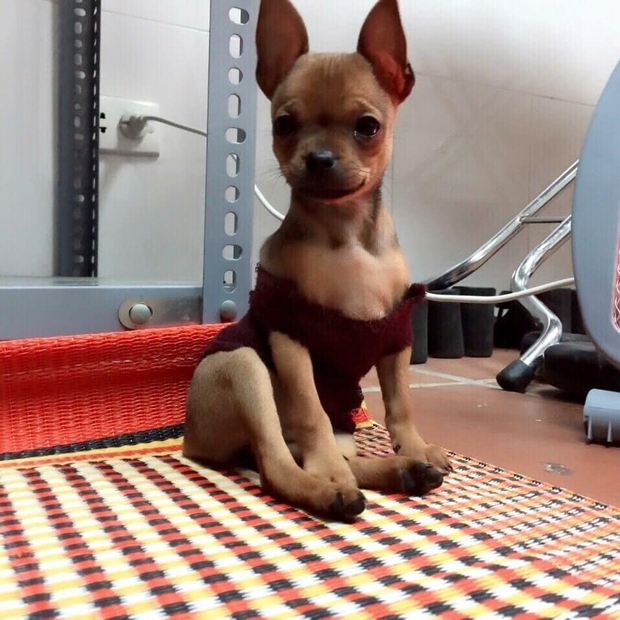 Chùm ảnh khi thú cưng cũng chơi hệ tránh rét: Từ mèo áo rách ngồi bếp lửa đến chó nhà giàu quấn khăn lông dạo phố - Ảnh 6.