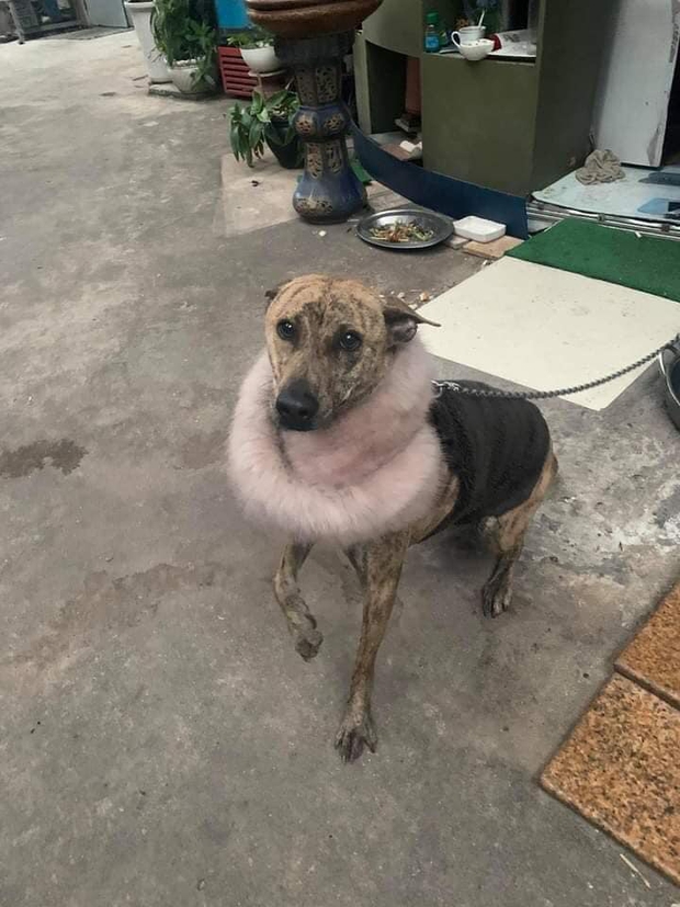 Chùm ảnh khi thú cưng cũng chơi hệ tránh rét: Từ mèo áo rách ngồi bếp lửa đến chó nhà giàu quấn khăn lông dạo phố - Ảnh 7.