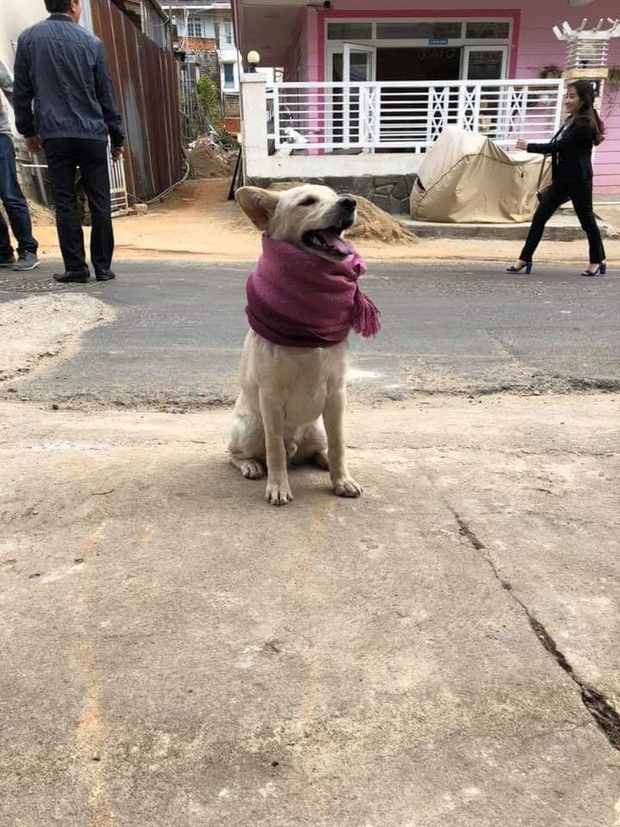Chùm ảnh khi thú cưng cũng chơi hệ tránh rét: Từ mèo áo rách ngồi bếp lửa đến chó nhà giàu quấn khăn lông dạo phố - Ảnh 8.