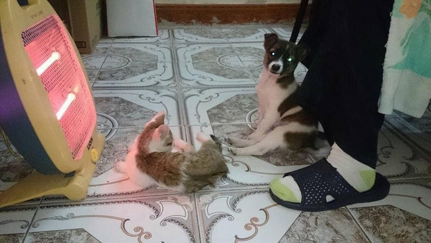 Chùm ảnh khi thú cưng cũng chơi hệ tránh rét: Từ mèo áo rách ngồi bếp lửa đến chó nhà giàu quấn khăn lông dạo phố - Ảnh 9.