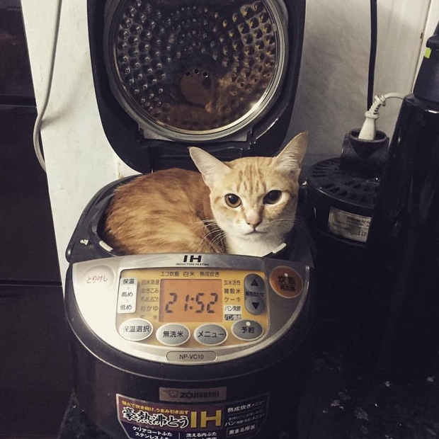 Chùm ảnh khi thú cưng cũng chơi hệ tránh rét: Từ mèo áo rách ngồi bếp lửa đến chó nhà giàu quấn khăn lông dạo phố - Ảnh 11.