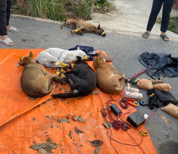 Bình Dương: Kẻ trộm chó liều lĩnh lái ô tô tông thẳng vào Cảnh sát khi bị phát hiện - Ảnh 2.