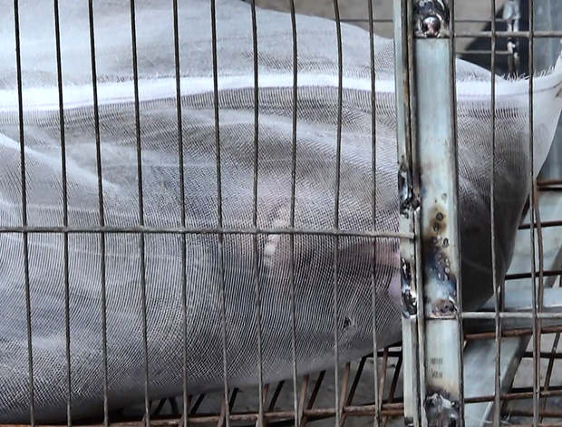 Vụ đàn khỉ “đại náo” khu dân cư Sài Gòn: Con khỉ đầu tiên đã bị bắt gọn - Ảnh 7.