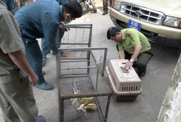 Vụ đàn khỉ “đại náo” khu dân cư Sài Gòn: Con khỉ đầu tiên đã bị bắt gọn - Ảnh 4.