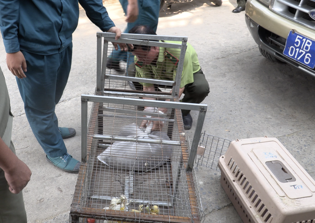 Vụ đàn khỉ “đại náo” khu dân cư Sài Gòn: Con khỉ đầu tiên đã bị bắt gọn - Ảnh 5.