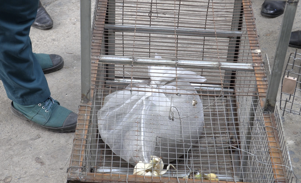 Vụ đàn khỉ “đại náo” khu dân cư Sài Gòn: Con khỉ đầu tiên đã bị bắt gọn - Ảnh 6.