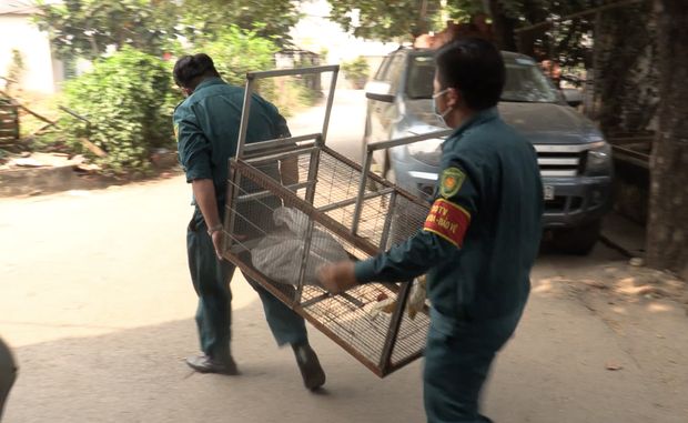 Vụ đàn khỉ “đại náo” khu dân cư Sài Gòn: Con khỉ đầu tiên đã bị bắt gọn - Ảnh 9.