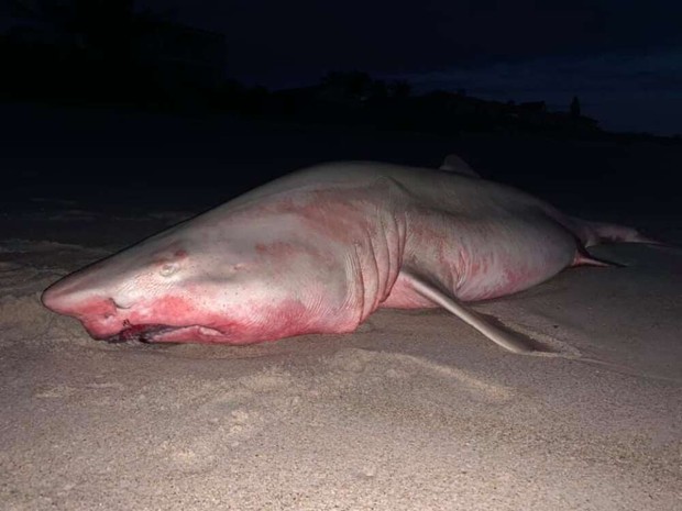 Cá mập khổng lồ chết dạt bờ với tấm thân nhuộm đỏ, nhưng danh tính thủ phạm mới là thứ gây bất ngờ - Ảnh 1.