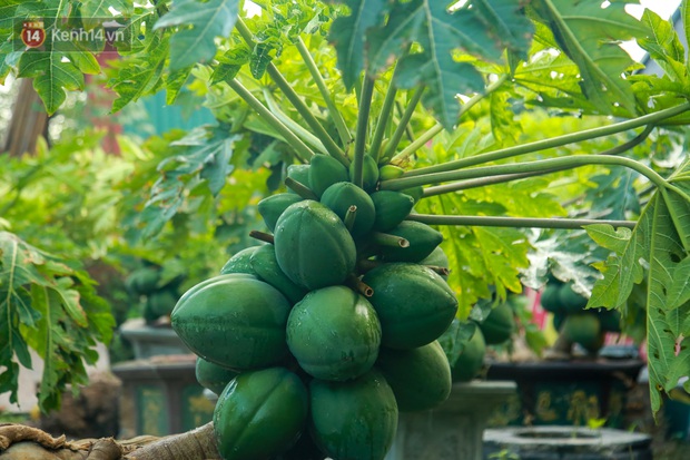 Ảnh: Vườn đu đủ bonsai độc, lạ, mỗi cây giá bạc triệu hút khách mua chơi Tết - Ảnh 10.