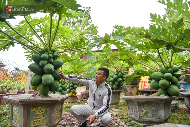 Ảnh: Vườn đu đủ bonsai độc, lạ, mỗi cây giá bạc triệu hút khách mua chơi Tết - Ảnh 5.