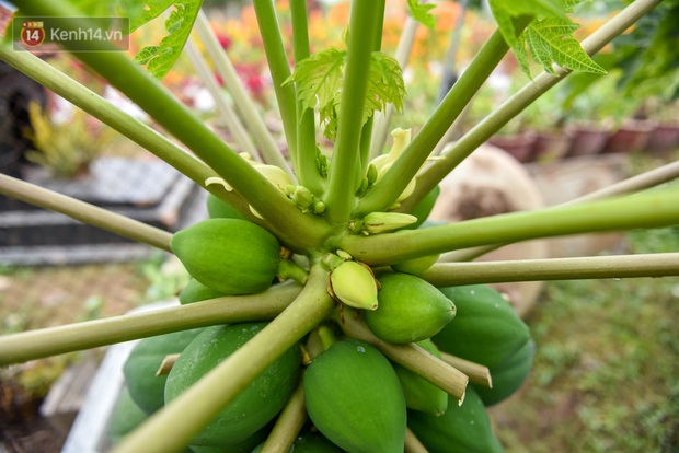 Ảnh: Vườn đu đủ bonsai độc, lạ, mỗi cây giá bạc triệu hút khách mua chơi Tết - Ảnh 12.