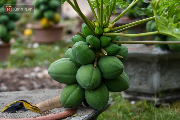 Ảnh: Vườn đu đủ bonsai độc, lạ, mỗi cây giá bạc triệu hút khách mua chơi Tết - Ảnh 8.