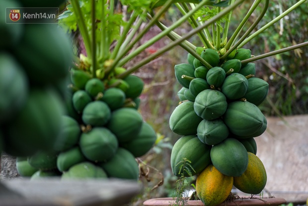 Ảnh: Vườn đu đủ bonsai độc, lạ, mỗi cây giá bạc triệu hút khách mua chơi Tết - Ảnh 13.