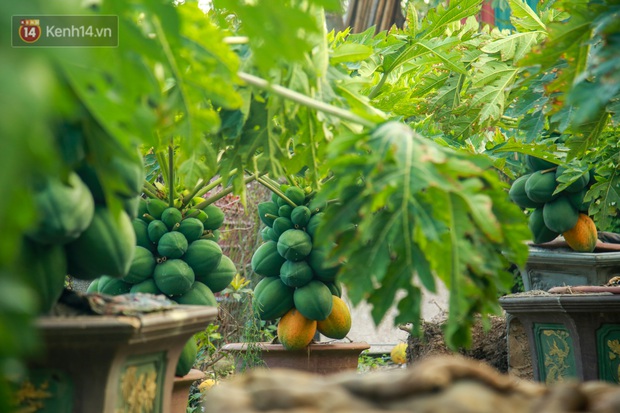 Ảnh: Vườn đu đủ bonsai độc, lạ, mỗi cây giá bạc triệu hút khách mua chơi Tết - Ảnh 1.