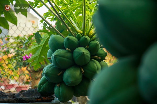 Ảnh: Vườn đu đủ bonsai độc, lạ, mỗi cây giá bạc triệu hút khách mua chơi Tết - Ảnh 2.