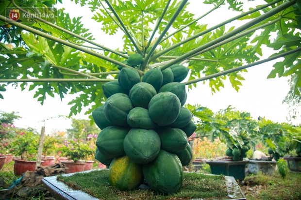 Ảnh: Vườn đu đủ bonsai độc, lạ, mỗi cây giá bạc triệu hút khách mua chơi Tết - Ảnh 11.