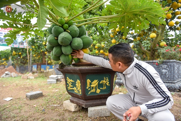 Ảnh: Vườn đu đủ bonsai độc, lạ, mỗi cây giá bạc triệu hút khách mua chơi Tết - Ảnh 3.