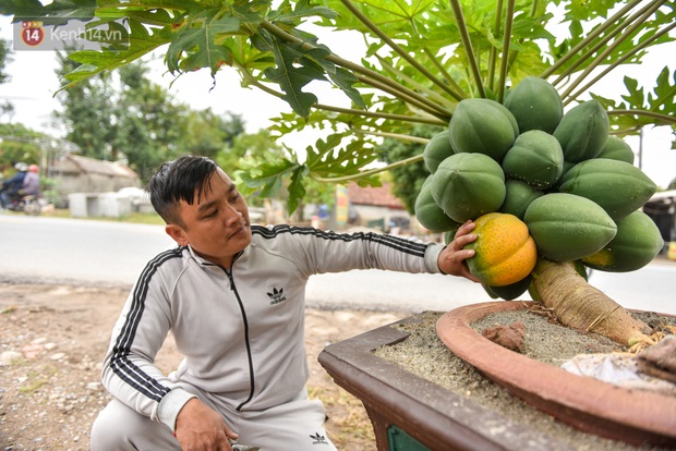 Ảnh: Vườn đu đủ bonsai độc, lạ, mỗi cây giá bạc triệu hút khách mua chơi Tết - Ảnh 4.