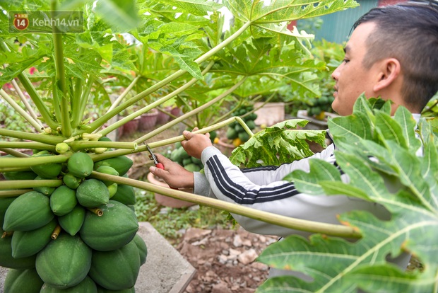 Ảnh: Vườn đu đủ bonsai độc, lạ, mỗi cây giá bạc triệu hút khách mua chơi Tết - Ảnh 6.