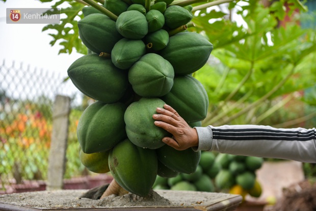 Ảnh: Vườn đu đủ bonsai độc, lạ, mỗi cây giá bạc triệu hút khách mua chơi Tết - Ảnh 9.